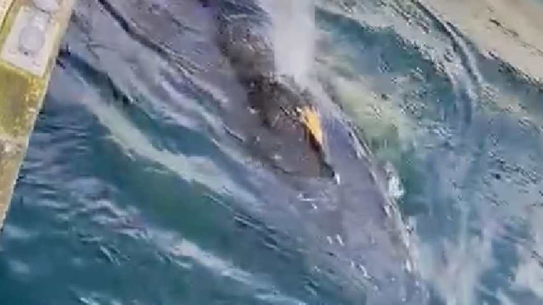 Kiel : Une nouvelle observation de baleine à bosse dans le port de plaisance apporte de nouvelles informations