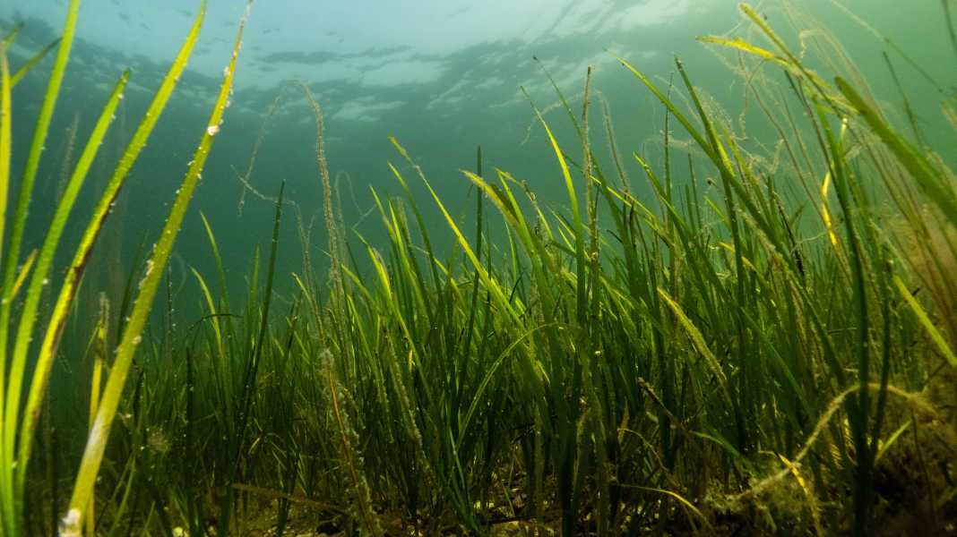 Research project: Spread of seagrass to be recorded comprehensively for the first time