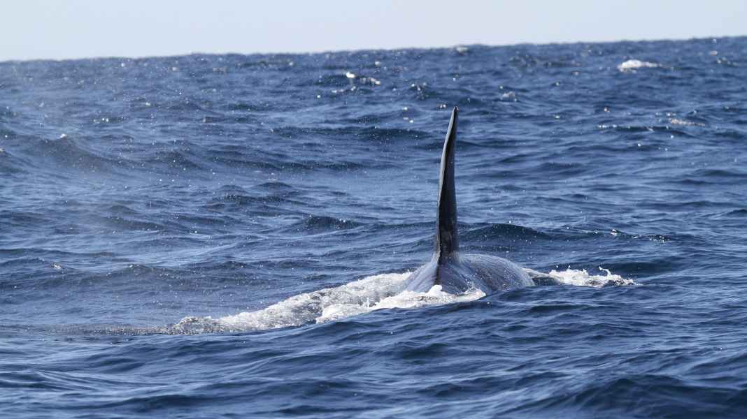 Interactions des orques : Plus de baleines sont actives, mais moins de dégâts de rame