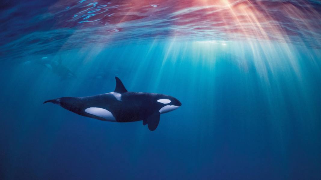 In distress: Orcas sink sailing boat off Portugal - family rescued