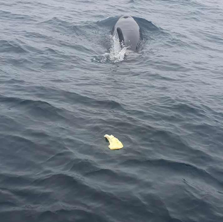 Ein abgebissenes Stück vom Ruder nach einem Orca-Angriff auf Familie Erichsen aus Norwegen