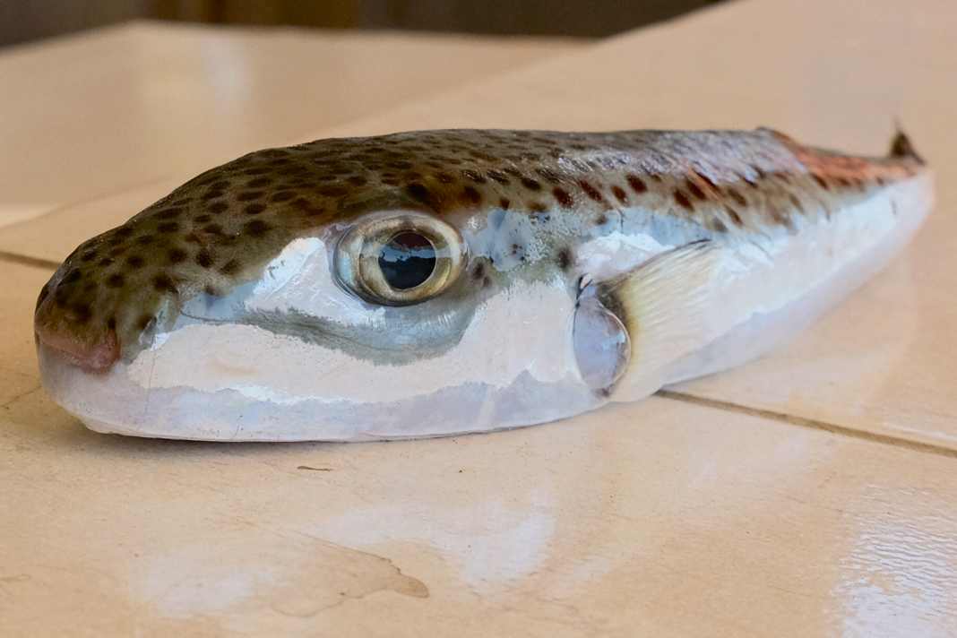 Der aus dem Roten Meer ins Mittelmeer migrierte Hasenkopf-Kugelfisch ist extrem giftig und tödlich.