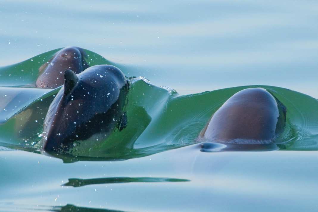 Common harbour porpoise swimming with juvenile in the Dutch Oosterschelde National Park.
