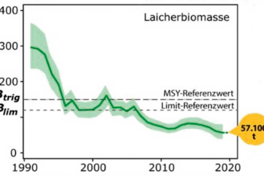 In three decades, herring spawning has fallen from 300,000 tonnes to 57,000 tonnes