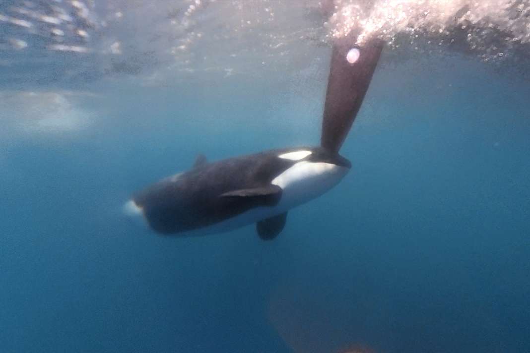 Weiterhin ungelöstes Problem: Orca-Interaktionen mit Schiffen bereiten weiterhin Schwierigkeiten