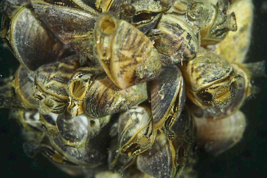 Quagga mussels like these cause extreme problems for the infrastructure. It is an invasive species that originally comes from the Black Sea region.