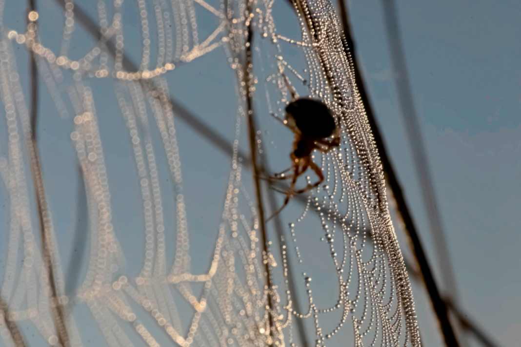 Spiders are not harmful, but are not usually welcome.