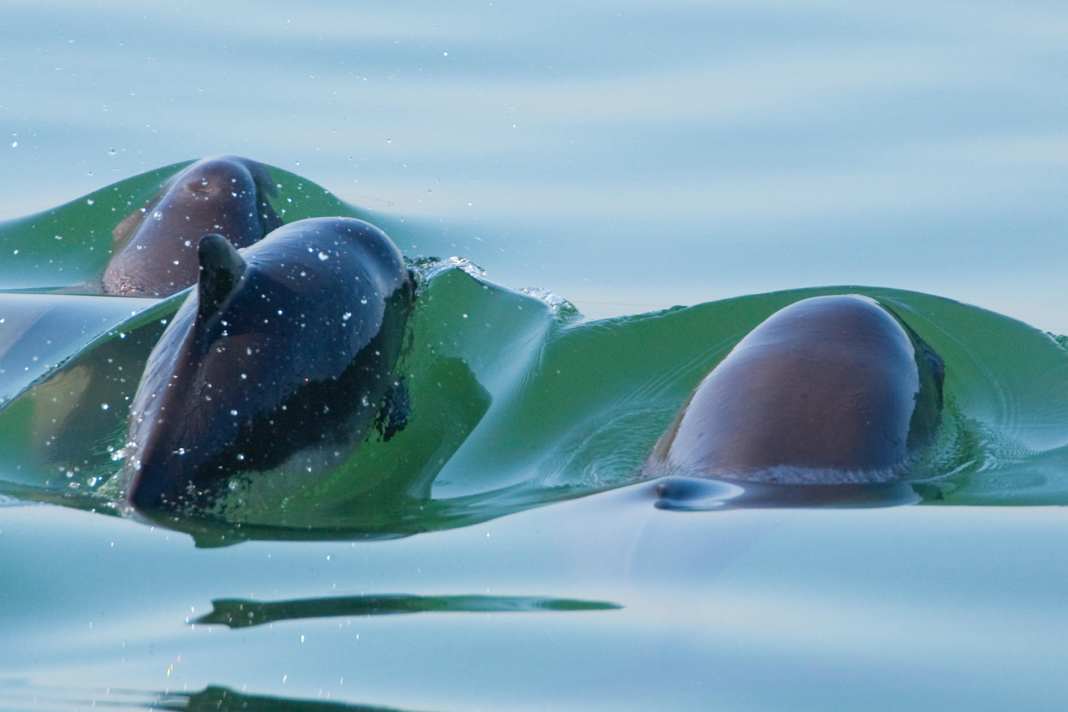 Common harbour porpoise swimming with juvenile in the Dutch Oosterschelde National Park.