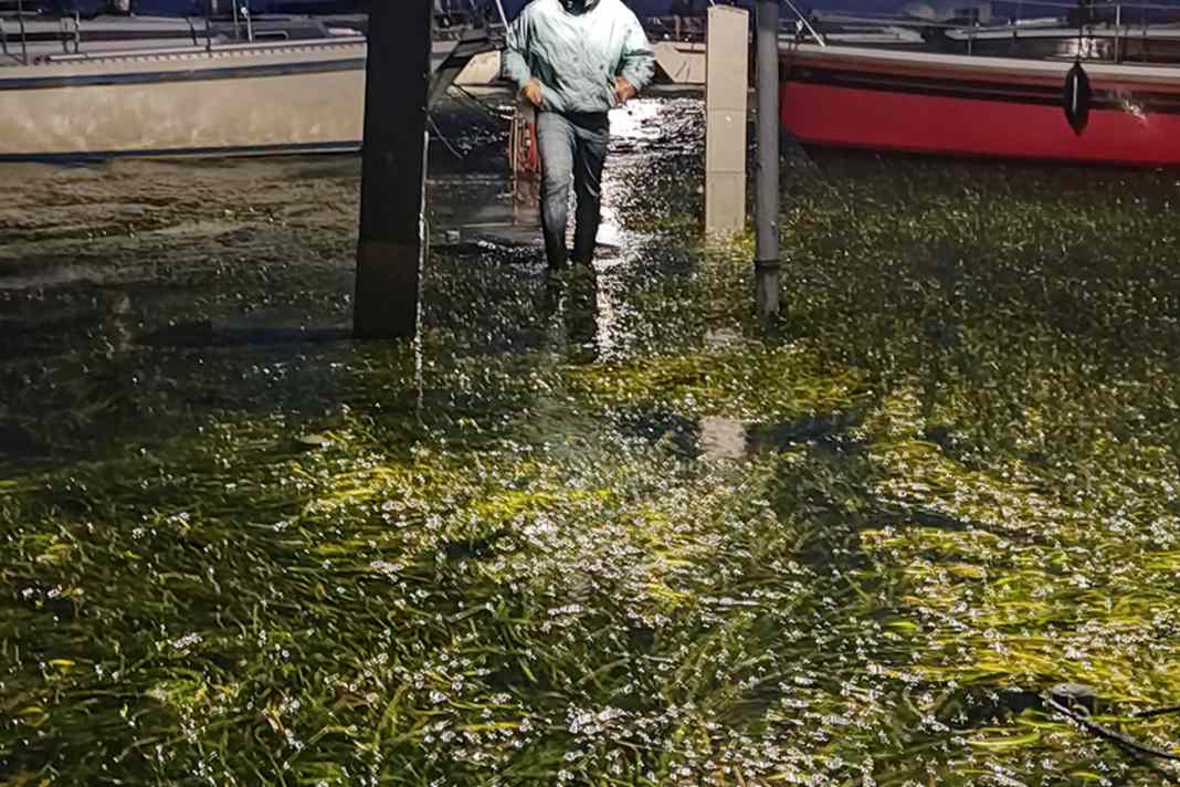 Con l'acqua arrivano anche alghe e rifiuti: Strande di notte