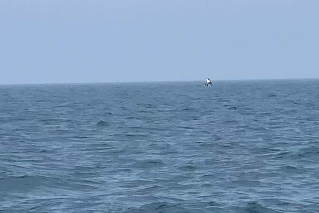 Nur der Kopf guckt raus – der Orca setzt zum Sprung an
