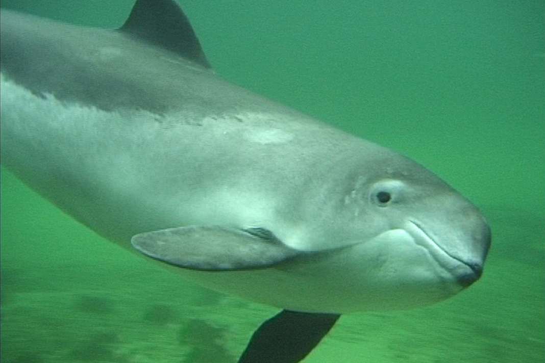 The harbour porpoise is on the red list of critically endangered species. (Photo: ITAW /PWC)