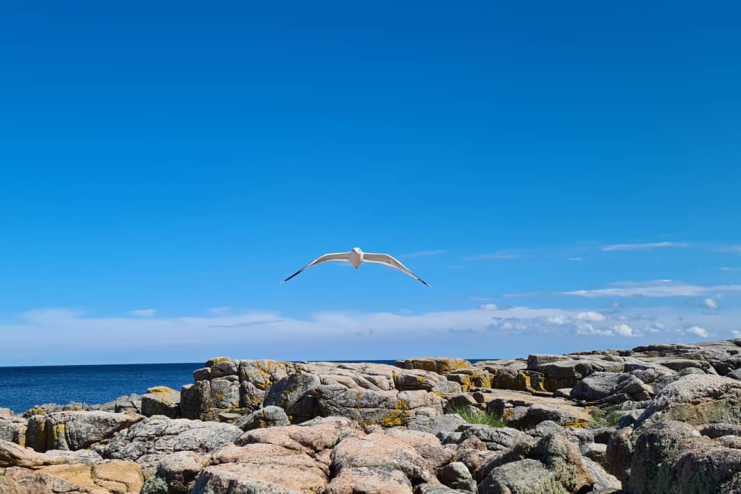 Platz 30: Eveline Neserke - Möwe im Anflug. Aufgenommen auf dem Küstenweg bei Allinge/Bornholm