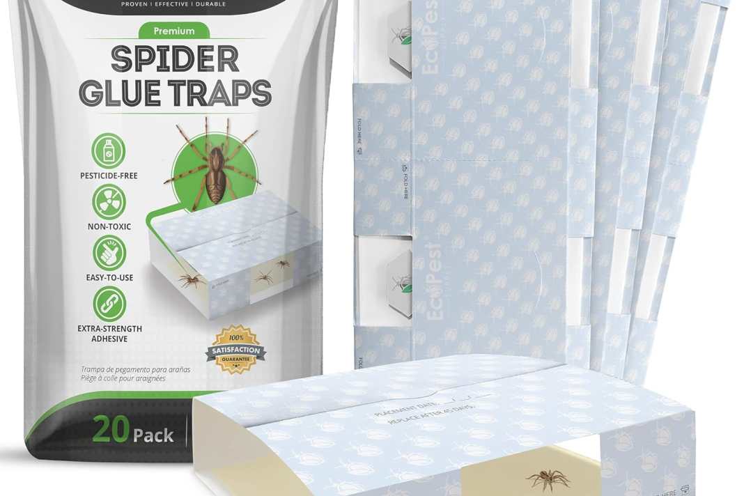 Pièges collants pour l'intérieur pour araignées, coléoptères et insectes rampants