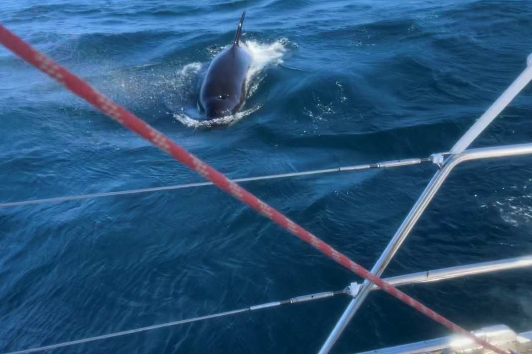 Gleich rumst es – Orca im Angriffsmodus