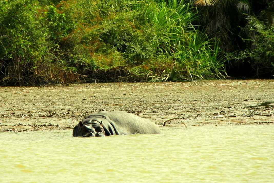 Encounter with a hippopotamus