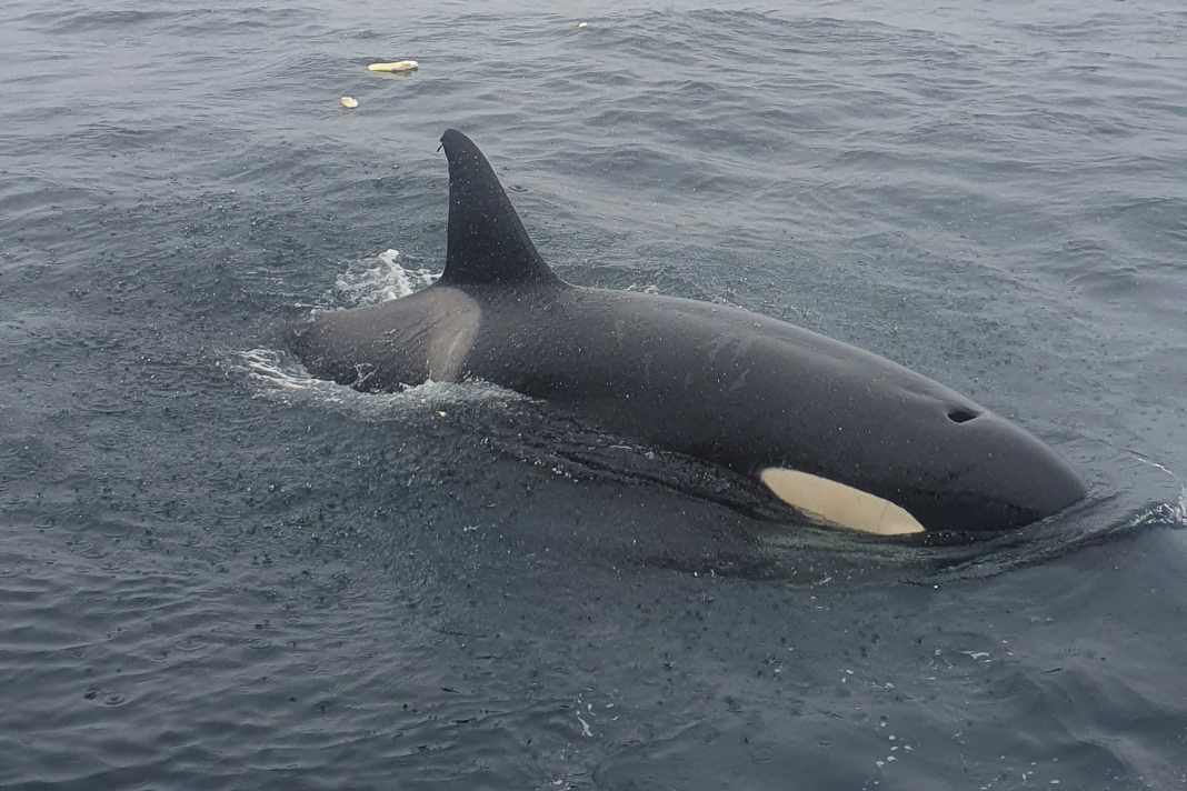 Orca in Angriffsstimmung beim Boot der Erichsens