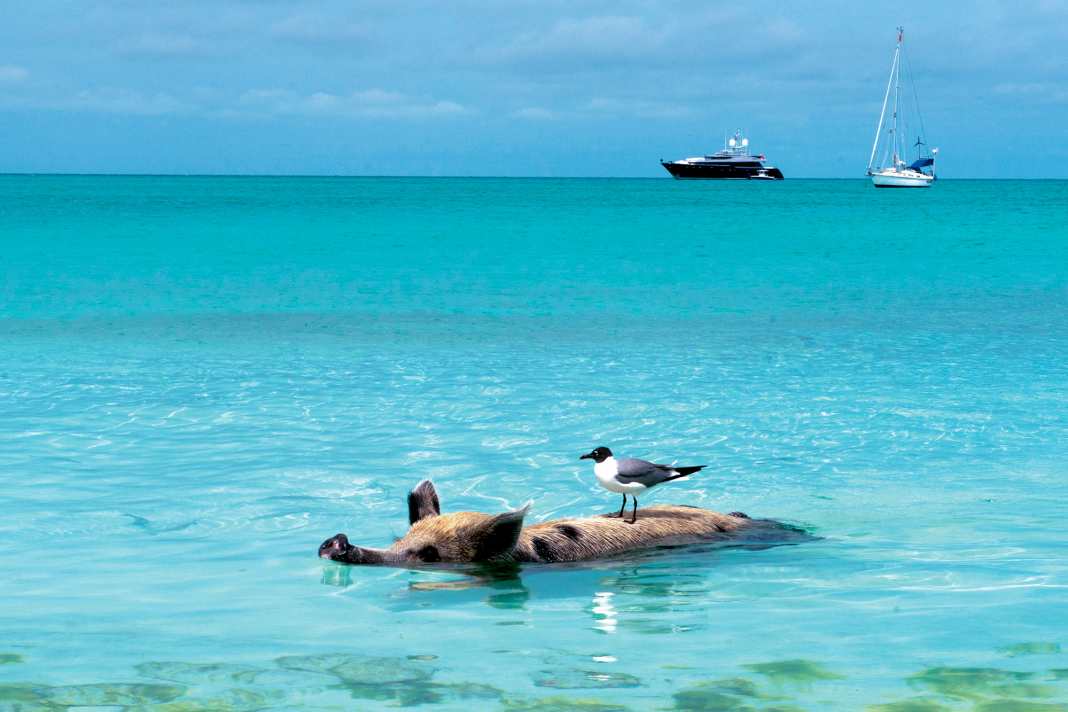 I maiali nuotatori di Staniel Cay sono un'attrazione turistica da diversi anni.