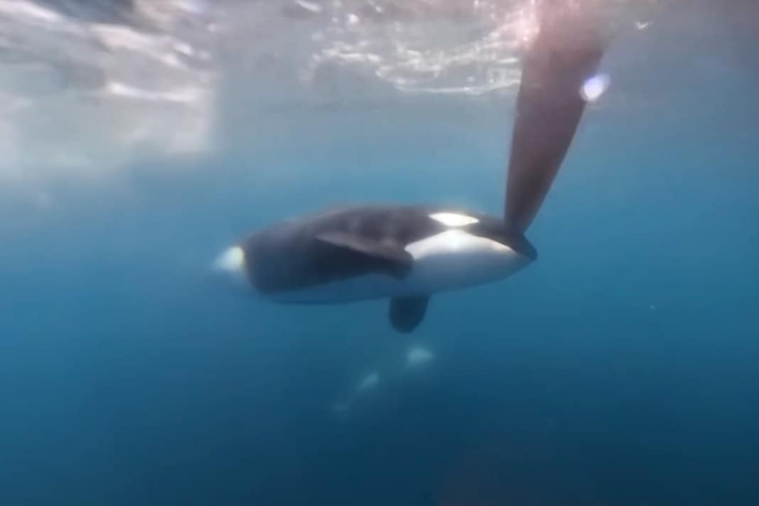 Der Orca am Ruder der VO65-Yacht von Team Jajo