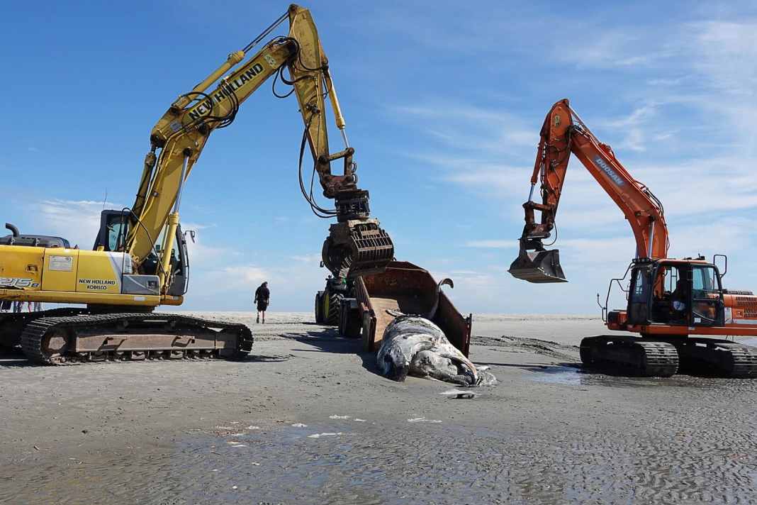 L'entreprise qui a récupéré la baleine à bosse a dû faire appel à de l'équipement lourd.