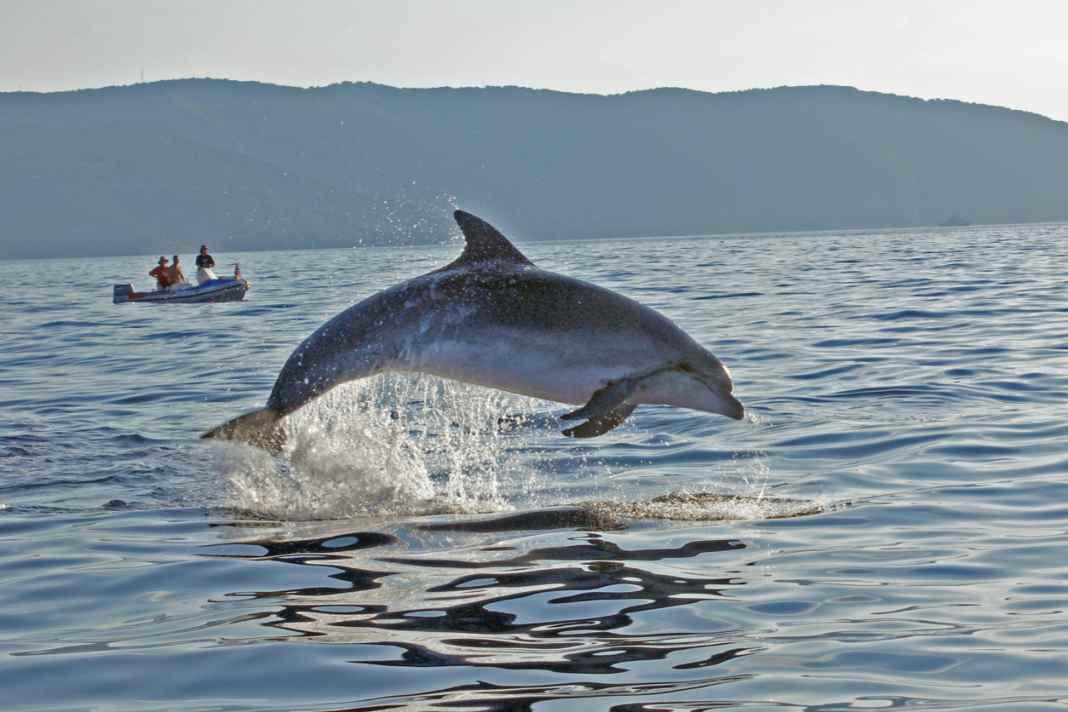 Geliebt und gefährdet: ein Adria-Delfin vor der Küste Kroatiens