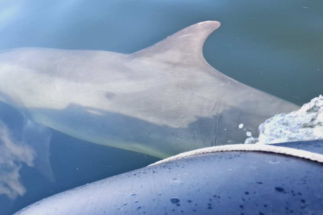 Delfin "Skywalker" löste erst Begeisterung, dann Besorgnis auf einem Schlauchboot aus