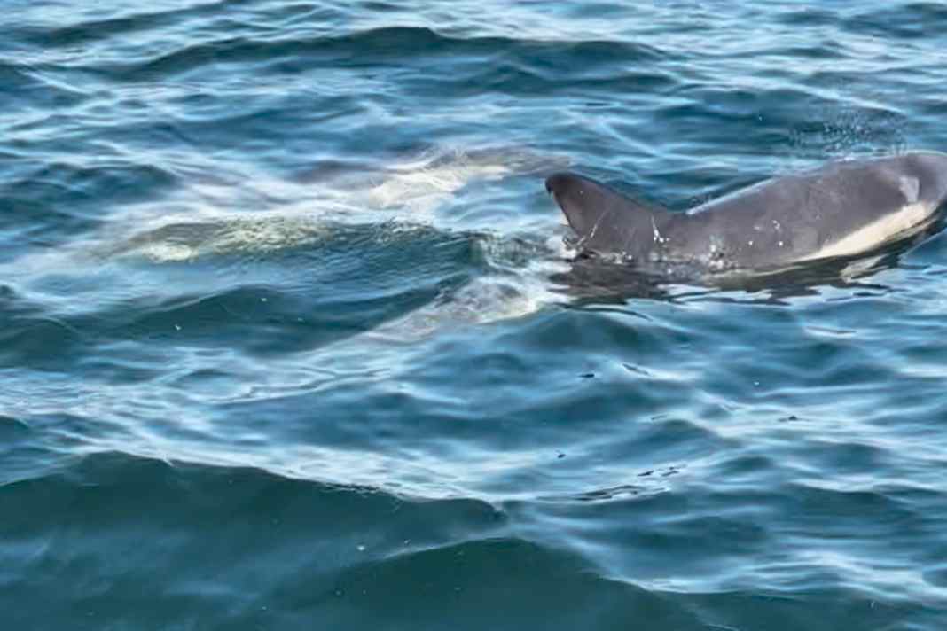 The grinde crew of the "Bailey" encountered two as yet unknown dolphins south of Marstal