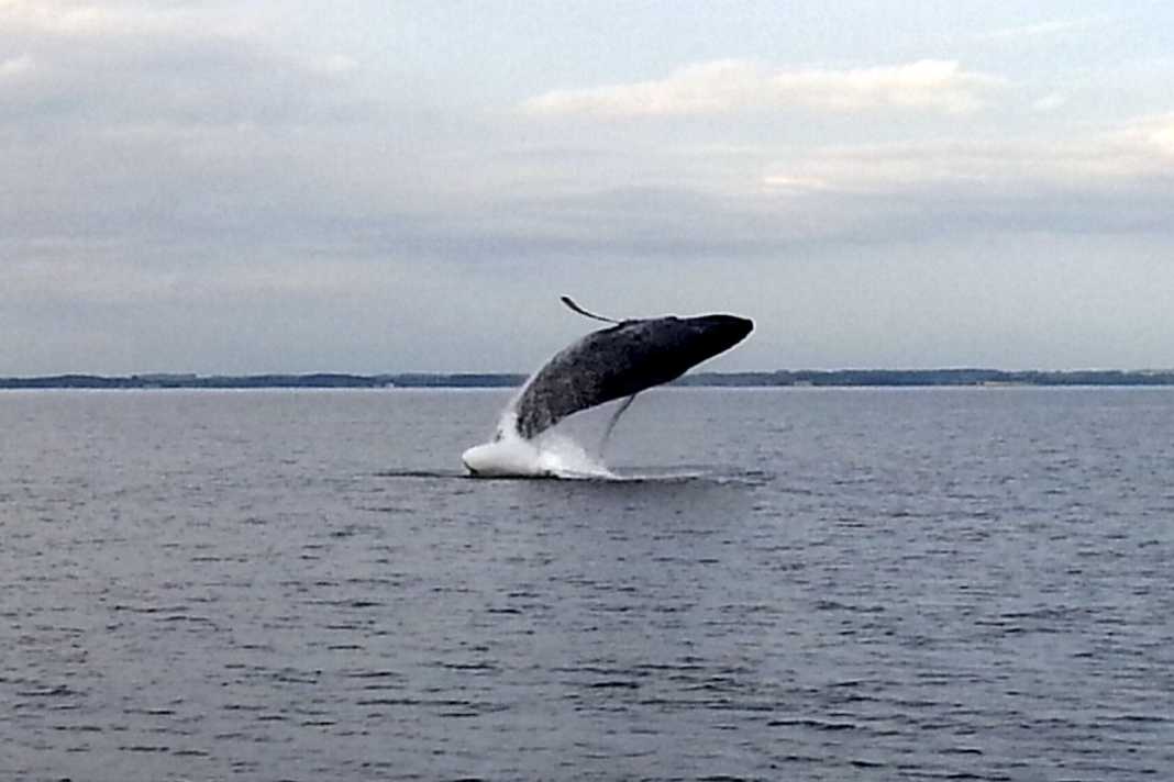 Une baleine à bosse en train de sauter dans le fjord de Flensburg, vendredi dernier, il y en avait deux (image symbolique)