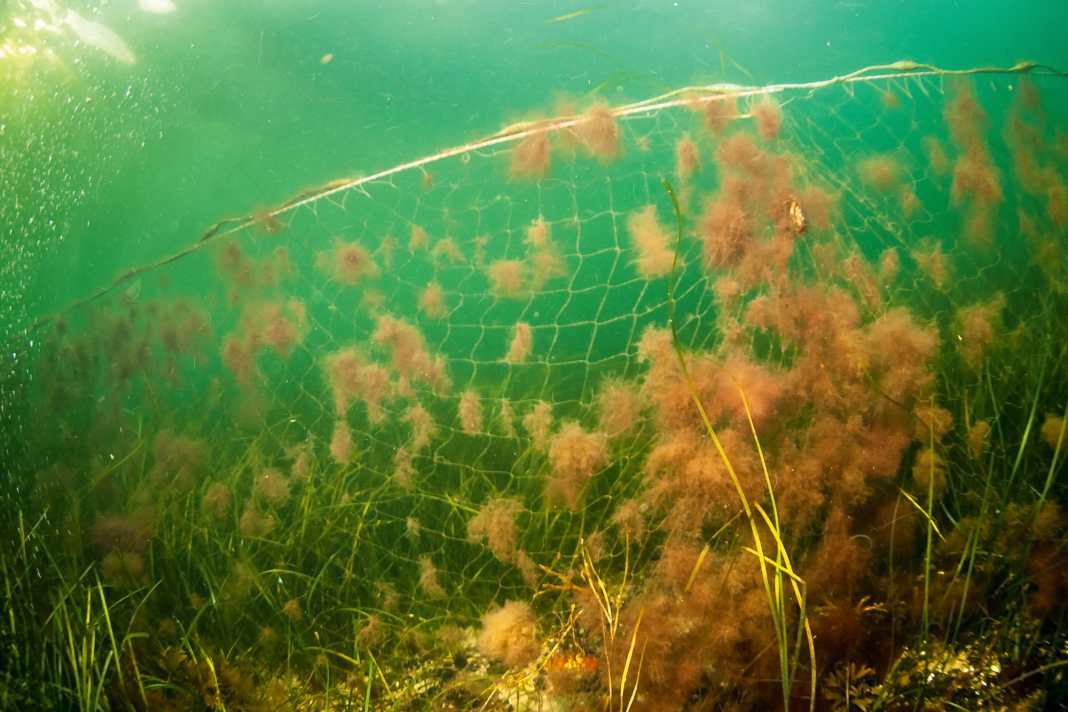 Tödliche Falle: In verloren gegangenen oder aufgegebe­nen Netzen verenden Fische und andere Tiere qualvoll