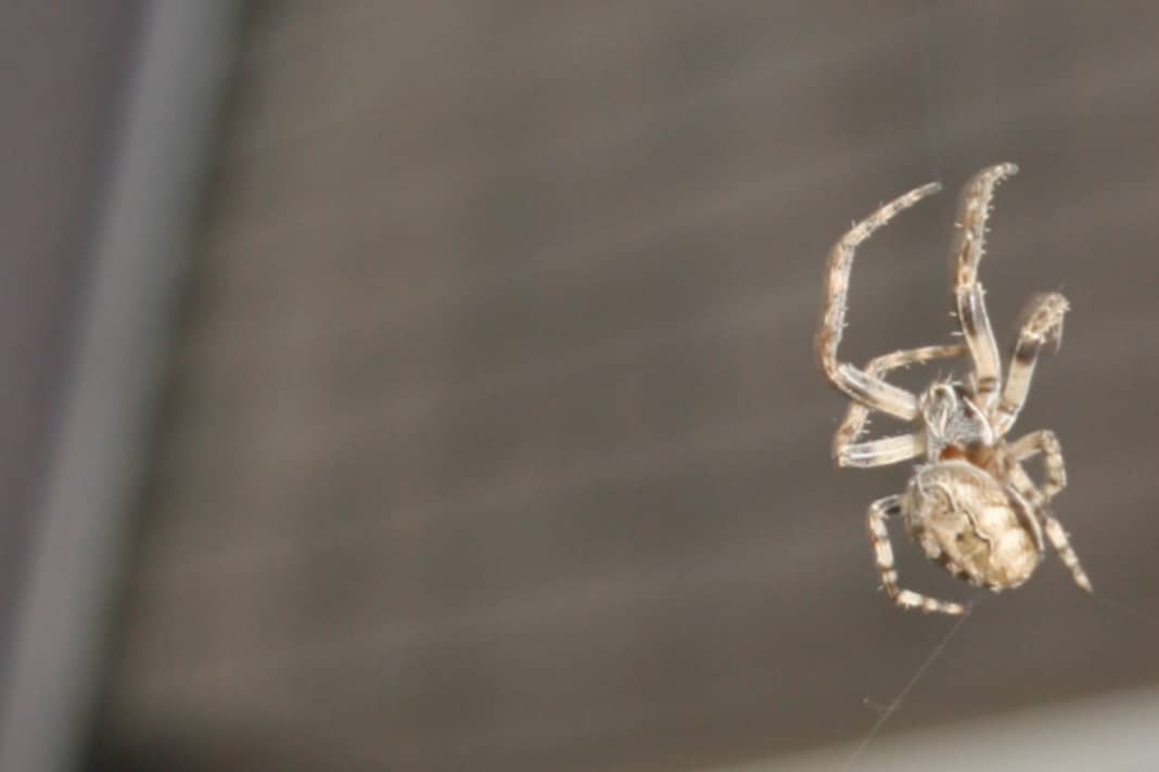 Tutte le specie di ragni presenti in Germania sono innocue per l'uomo