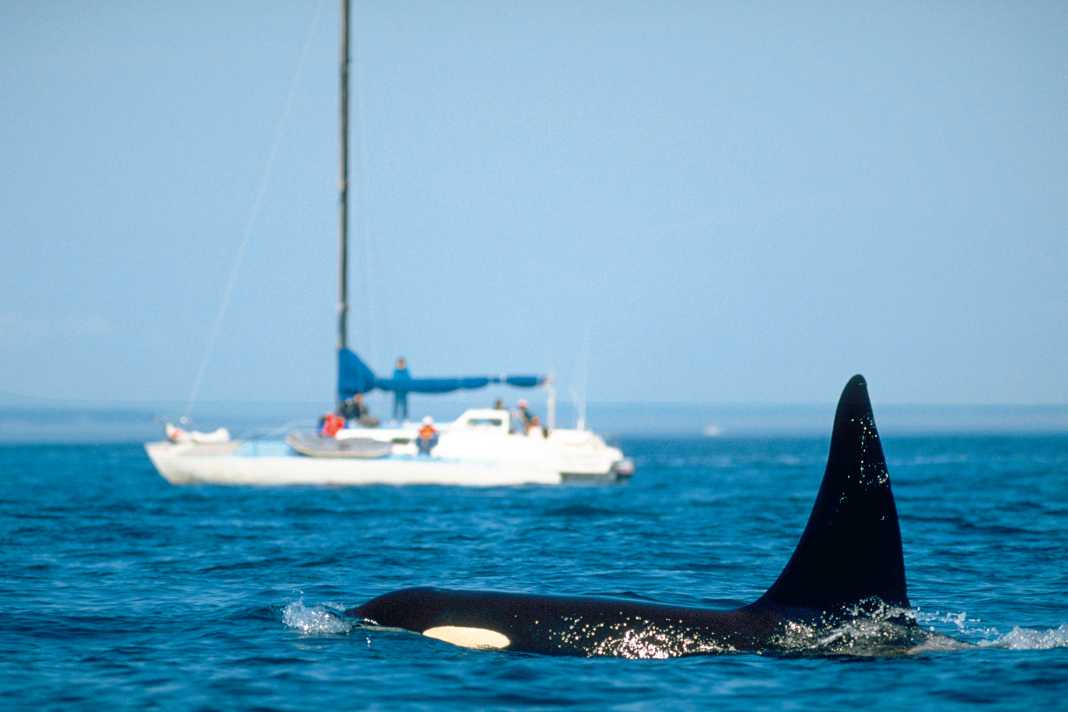 Orque devant un yacht