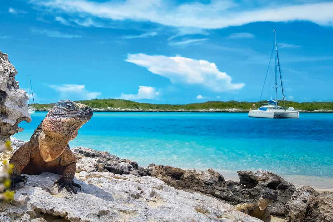 Un gruppo di iguane vive su Allen's Cay, nella catena delle isole Exumas. I gatti possono ancorare in acque poco profonde vicino alla riva.