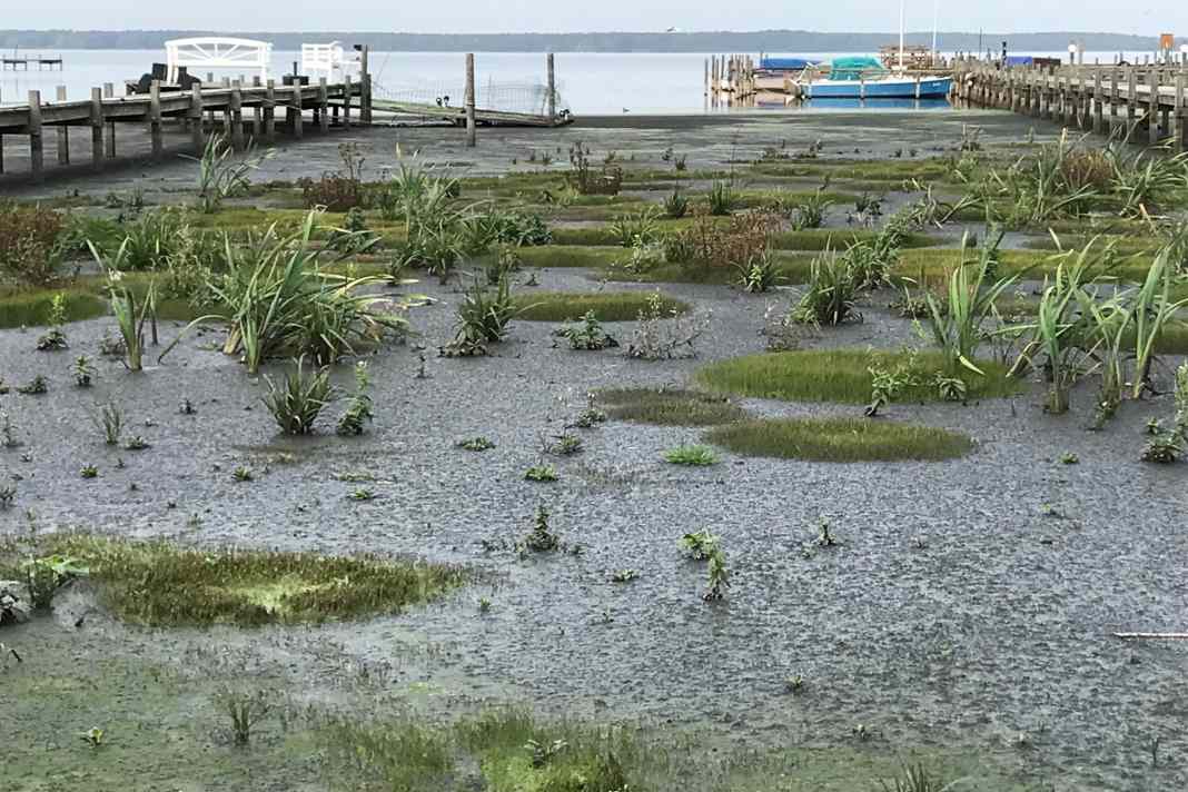 The silting up of the Steinhuder Meer is continuing apace.
