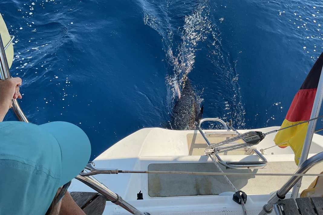 Recordings of tuna interactions