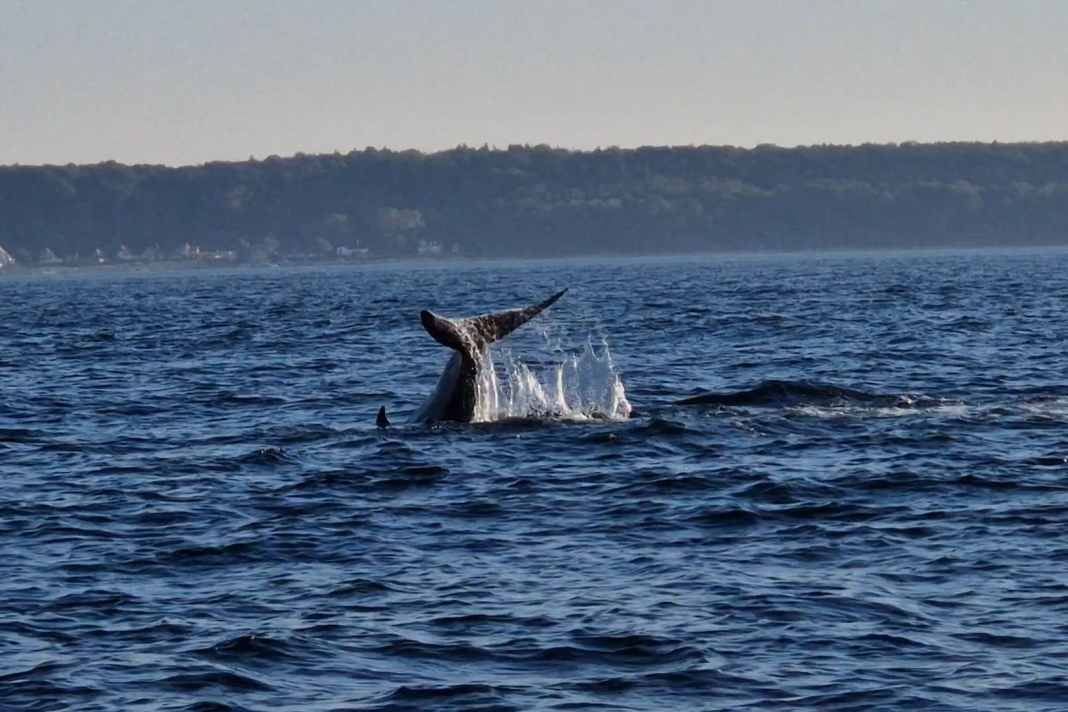 The beaked whale spotted in Øresund in action