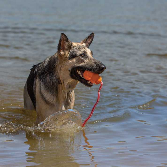 The Kong Aqua