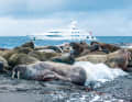 Svalbard, Treffpunkt für Faulenzer: Vor der Landzunge Poolepynten des Prins Karls Forlands besuchte „Kamalaya“ eine Kolonie der Walrösser