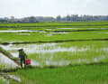 Rice fields near the coast