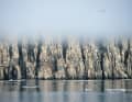 The basalt columns of Alkefjellet are home to thick-billed guillemots, ...