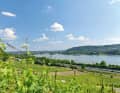 Königswinter: Blick von den Weinbergen hinunter auf das malerische Rheintal