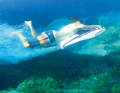 ... or Dive-Bug combined
