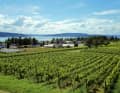 From the Hochwart, the highest elevation on the Reichenau, the view sweeps across vineyards to the south-west and the Untersee lake