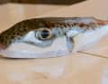 Der aus dem Roten Meer ins Mittelmeer migrierte Hasenkopf-Kugelfisch ist extrem giftig und tödlich.