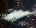 There is a strict fishing ban on cod in the Baltic Sea, but not in the North Sea.
