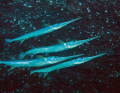 Garfish migrate to the Greifswalder Bodden every year to spawn.