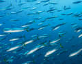 Mackerel have a torpedo-like body shape and usually have a vegetarian diet.