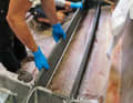 The cut stringers are placed between the floor cradles and fastened to them with special screws (no pre-drilling)