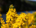 In May, gorse blooms all over Scotland