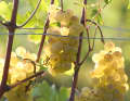 In den Weinbergen von Cortaillod