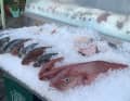Frischer Fang im Hafen von Linaria