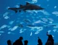 Acquario Poema del Mar a Las Palmas.